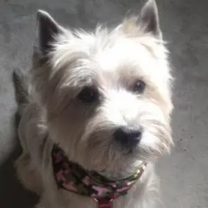 読売ジャイアンツ 巨人 石川達也 ガチャ 朝顔 サコッシュ 読売ジャイアンツ 石川達也 オレンジ×ブラック プレーヤーズ