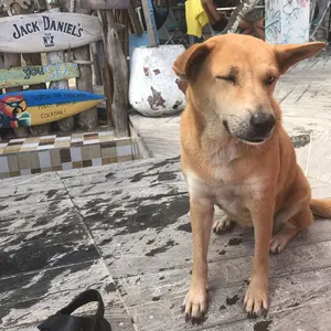 RINさま】house on the hill(ハウスオンザヒル) 90cm - メルカリ