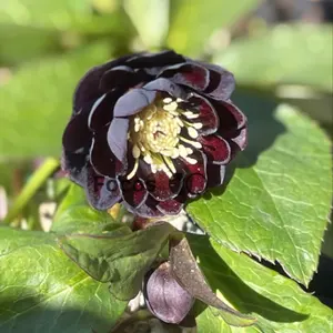 ⭐️専用 小輪トルカータス ストロング ベイン - メルカリ