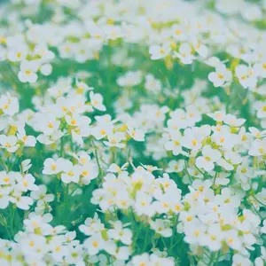 新品未使用 unicoラグEPET(エペット)グレージュ - メルカリ