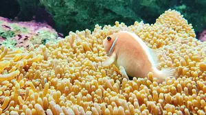 kyui@プロフ一読してください。