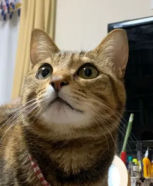 【新品未使用】ヒグチユウコ　ビッグシルエットTシャツ Blue Rabbit 新品未使用】ヒグチユウコ ビッグシルエットTシャツ Blue Rabbit