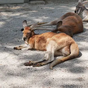 こうへい の出品した商品 - メルカリ