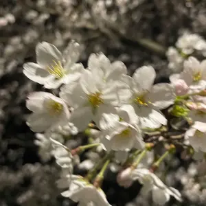 LASTCALL 限定ワイヤレスイヤホン KAISER GROUP - メルカリ