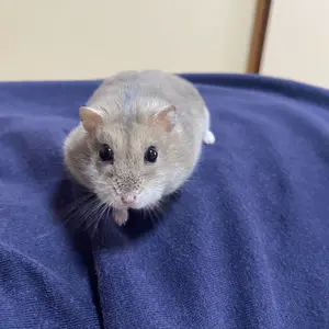 おディ※3/25〜4/1発送不可