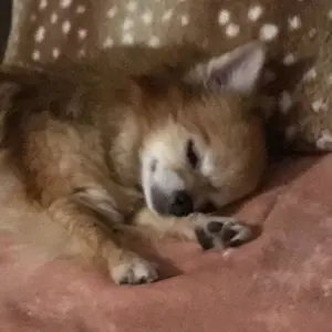 クリスチャン オードジェイ レザーパーカーM 50位 - メルカリ