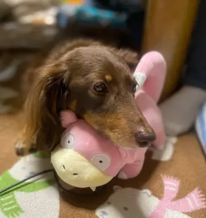 カスタマイズ可能❣️ファーヤーンのクマさんあみぐるみ - メルカリ