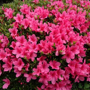 NAL N² WRINKLE MOISTURE GEL 15g 3個セット - メルカリ