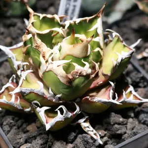 山梨県引き渡し限定 爬虫類ケージ GEX グラステラリウム6045 おまけ