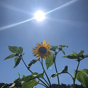 アシモクラフツ MoonRider - メルカリ