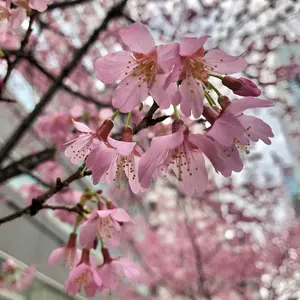 ゴジフェス2025開催記念世界限定500体ゴジラ2000ミレニアムひな形