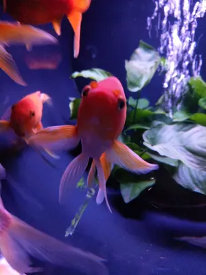 テニスの王子様 テニプリ シャイニングクリアカード 不二 海堂 河村