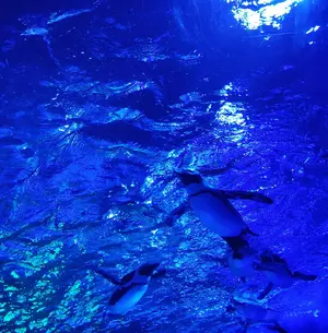 プロセカ星乃一歌グリッター缶バッジvol.42b - メルカリ