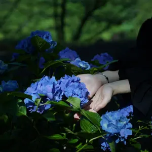 OZZ ONESTE 2025 花霞の夢 ケープ 和チャイナ フリル 桜 ロリ - メルカリ
