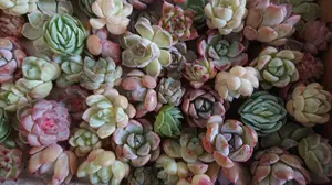 多肉植物 レズリー錦 - メルカリ