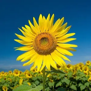 ポテンヒット トラックジャケットLサイズ 天竺鼠川原モデル（ブラック