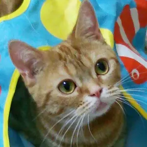 ゆき