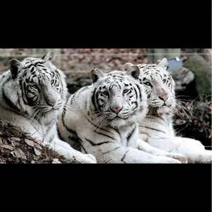 Undercover パティスミス NEOBOY 詩彫刻 バングル - メルカリ