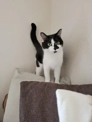 ねこねえね