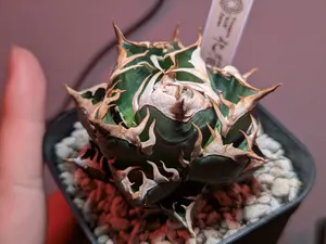 チタノタ「緑犀牛」チビから育成中 超美株 - メルカリ