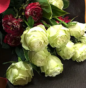 フラメンコママ様専用◇反田恭平 ~ 第18回ショパン国際ピアノ