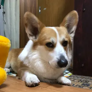 【新品未使用だけど外面にへこみ有】イワタニ グリルスターII CB-SBG-2 新品未使用だけど外面にへこみ有】イワタニ グリルスターII CB