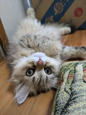 モンストドール☆デニムニットパンツ - メルカリ