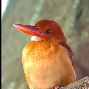 野鳥 鳥 羽根 オオタカの羽根 - メルカリ