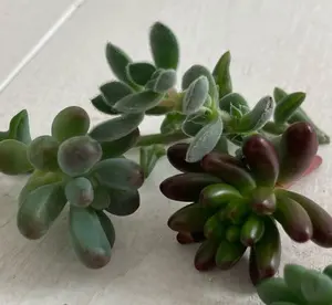 センペルクレージつばささん命名 灰 桜 Sempervivum センペル - メルカリ