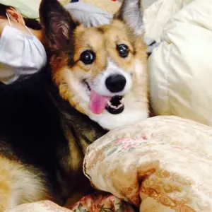 ☆cat☆様専用 エプソン プロジェクター EB-W6 動作保証 - メルカリ