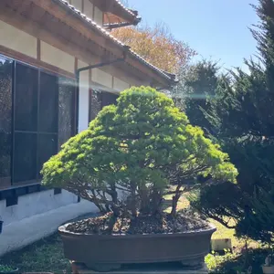 貴風盆栽、常盤柿、模様木、沢山の実付き やや傷や汚れあり 貴風盆栽、常盤柿、三幹、沢山の実付き やや傷汚れあり - メルカリ