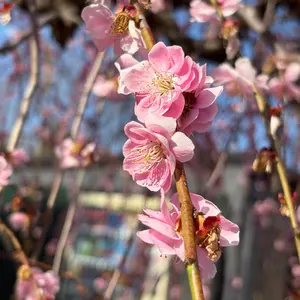 引取限定】パチスロ エヴァンゲリオン 真実の翼 コイン不要機 無段階