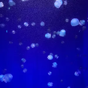 桃子@プロフ必読お願いします の出品した商品 - メルカリ