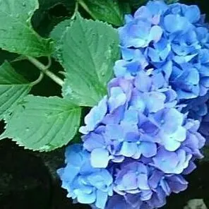 アスタ☆土日祝も発送してます☘
