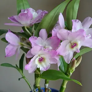 気まぐれセールフェンディ リアルファーチャーム - メルカリ