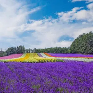 とも屋大吉