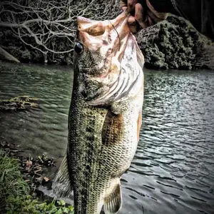 エバーグリーンロッド 3本まとめ売り‼️ ファクトロッド2本