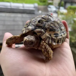 作り込み株 アデニア ペチュエリー プレステラ110 - メルカリ