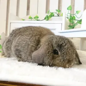 あろる