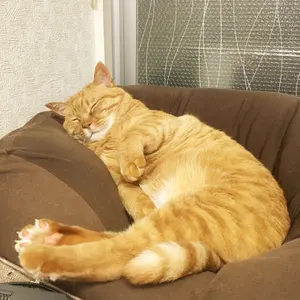 あきら
