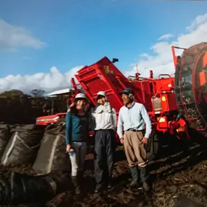 北海道　熟成じゃがいも　　ホクホクピルカ10kg ジャガイモ　旨い！ 北海道 熟成じゃがいも ホクホクピルカ2L 10kg ジャガイモ 旨い