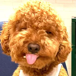 ストウブ ココットラウンド 16cm グレー フタモッチ スパチュラ セット