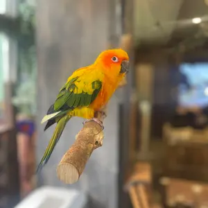 Myu　ANN DEMEULEMEESTER レザー ハイカットスニーカー Myu様専用 ANN DEMEULEMEESTER レザー ハイカットスニーカー