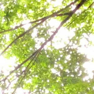 てぅ