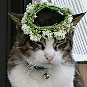 ぴちぴちピッチ ココ ステンドグラス チャーム キーホルダー 楽天