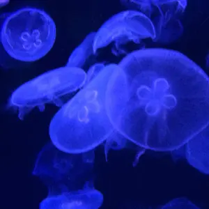 レシートあり、一回着用】ソリウム AR フーディー ネイビー - メルカリ