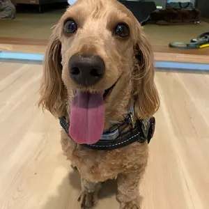 新品未開封、ドクターデンタルワン犬用口腔ジェル30g×4本、スプーン