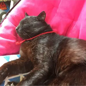 メガバスエキシビジョン限定 WOODY DOG-X YAMAKAGASHI - メルカリ