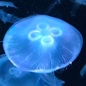 モカ
