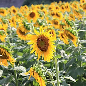 ひまふぁみりりん